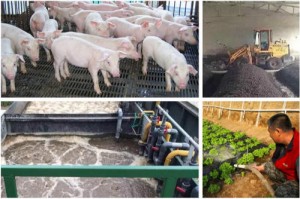 养殖废水设计水解酸化池的作用